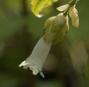 Strobilanthes Nutans 3lt 1475 P.jpg