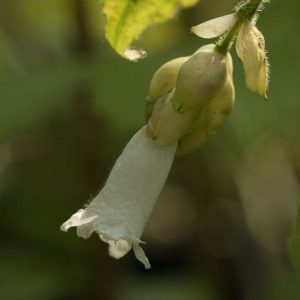 Strobilanthes nutans 3lt 1475 p.jpg