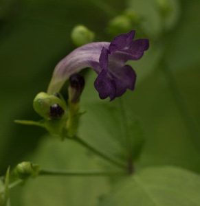 Strobilanthes Walichii 2lt 1916 P.jpg