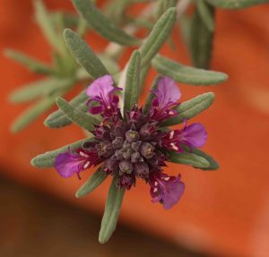 Teucrium ackermannii 2lt 1871 p.jpg