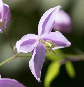 Thalictrum Delaveyi Hinkley 2lt 1788 P.jpg