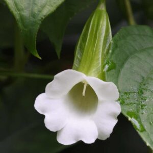 Thunbergia Fragrans