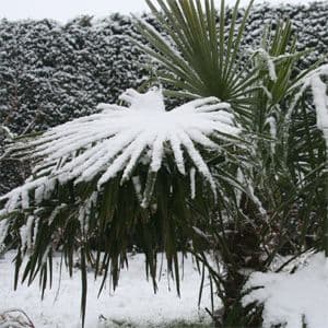 Trachycarpus fortunei 2lt 918 p.jpg