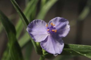 Tradescantia Little Doll 1lt 1767 P.jpg