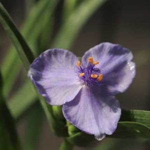 Tradescantia little doll 1lt 1767 p.jpg