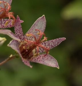 Tricyrtis Blue Shing Toad 2lt 1547 P.jpg