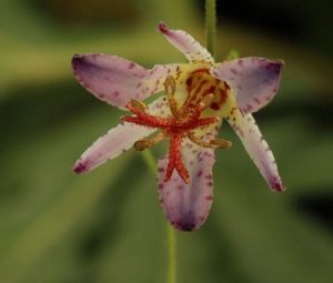 Tricyrtis Taipei Silk 1007 P.jpg