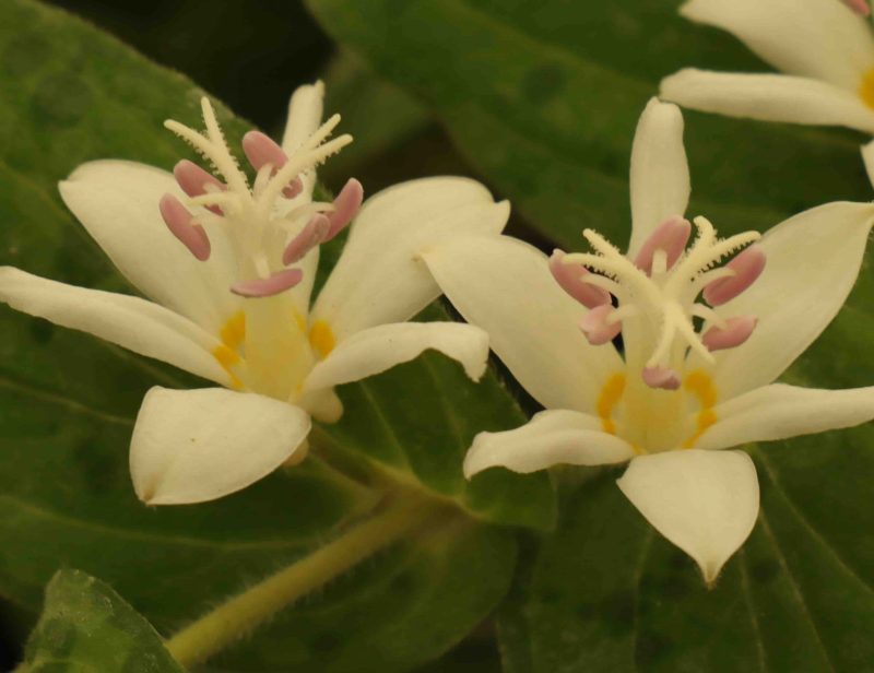 Tricyrtis White Towers 3lt 1932 P.jpg