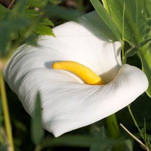 Zantedeschia Hercules 940 P.jpg