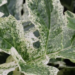 Acanthus Snowstorm