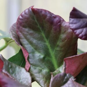 Bergenia Eden