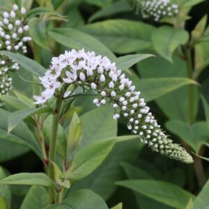 Lysimachia Cleth