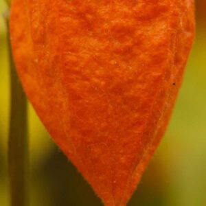 Physalis