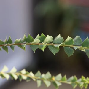 Accacia Pravisima Leaf