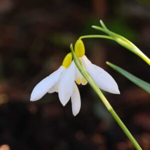 Galanthus San Lowick