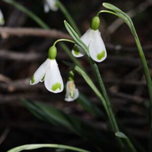 Galanthus Trym1