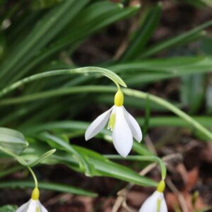 Galanthus Wendys Gold