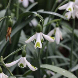 Galanthus Trumps1