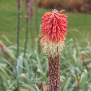 Kniphofia Caul