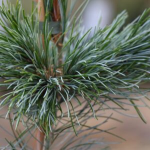 Pinus Blue Giant