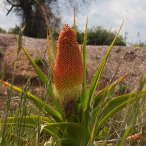 Kniphofia North